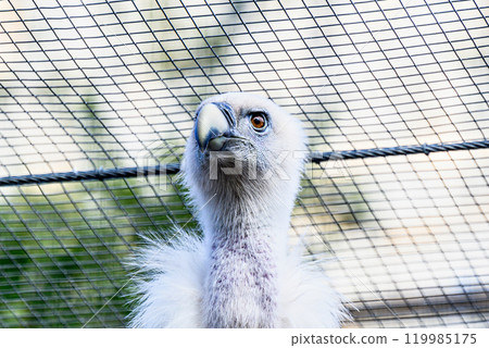 Image of a griffon vulture in captivity in a recovery center in the province of Lerida 119985175