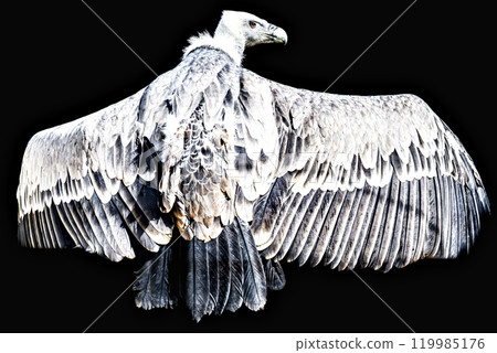 Image of a griffon vulture in captivity in a recovery center in the province of Lerida 119985176