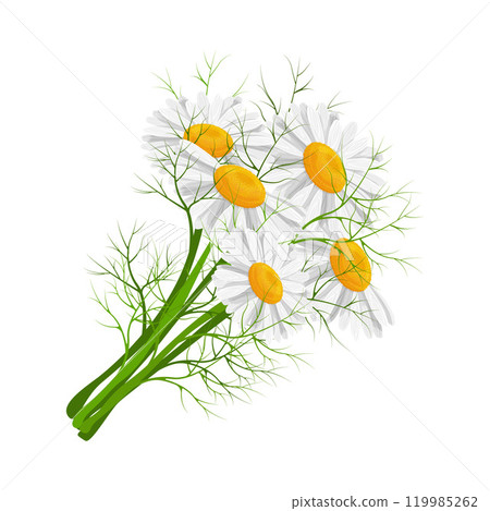 Daisies. A bouquet of daisies. A bright spring bouquet in cartoon style. Bouquet of flowers. Vector illustration on a white background 119985262