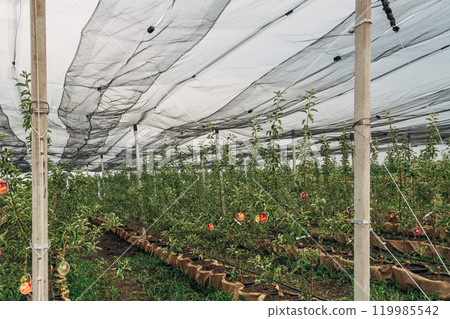 The fruit tree nursery is covered with a protective net 119985542