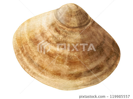 Spring seasonal ingredients: 1 realistic clam Spring seasonal ingredients: 1 realistic clam 119985557
