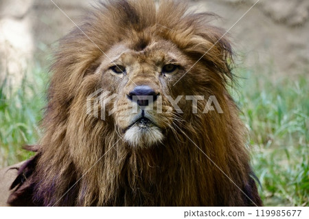 Looking Lion Looking Lion 119985677