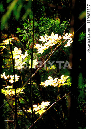 A walking path with beautiful autumn leaves A walking path with beautiful autumn leaves 119985757
