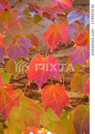 Autumn leaves of ivy Autumn leaves of ivy 119985836