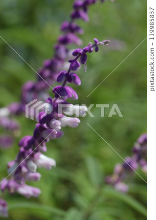 Mexican bush sage flower 119985837