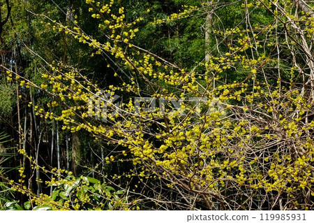 以竹林為背景的 Abrachan 盛開 [相模原市津久井 3 月] 119985931