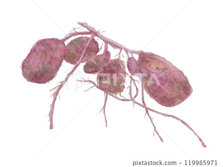 Freshly dug sweet potatoes painted with watercolors [hand-drawn] on a white background, transparent background 119985971