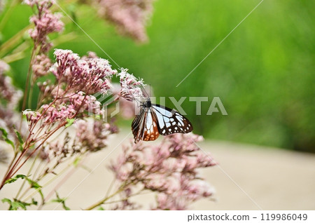 Asagi madara sucking in Fujibacama Asagi madara sucking in Fujibacama 119986049