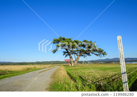Okinawa Iizume Pine Tree, Goshogawara City, Aomori Prefecture Okinawa Iizume Pine Tree, Goshogawara City, Aomori Prefecture 119986280