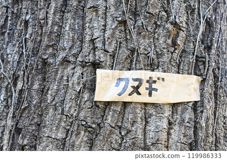 Sawtooth oak in a thicket Sawtooth oak in a thicket 119986333
