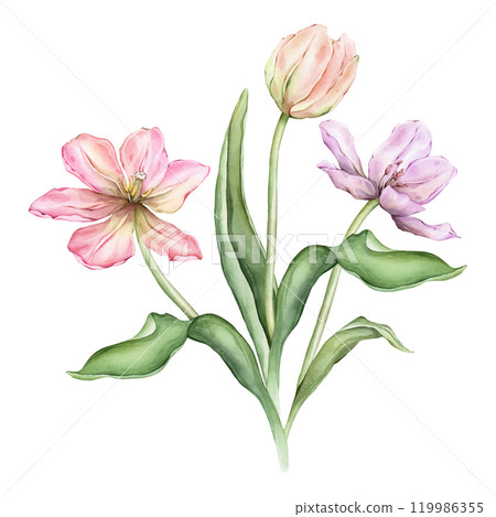 Bouquet of Pastel pink light violet yellow Tulips and open bud watercolor illustration isolated. Hand drawn delicate garden composition perennial bulbous flower for spring wedding design or card. Bouquet of Pastel pink light violet yellow Tulips and open bud watercolor illustration isolated. Hand drawn delicate garden composition perennial bulbous flower for spring wedding design or card. 119986355