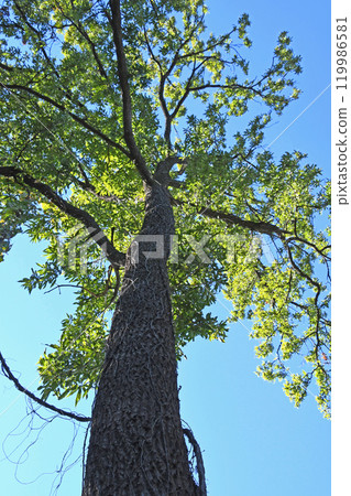 灌木叢中的鋸齒橡樹 119986581