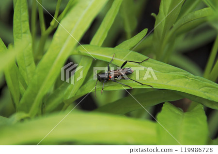 Usui Rotorakamikiri 119986728