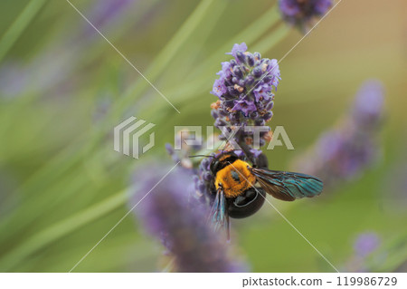 Carpenter bee sucking lavender nectar 119986729
