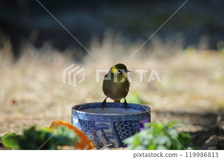 A white-eye bird flew into the garden. 119986813