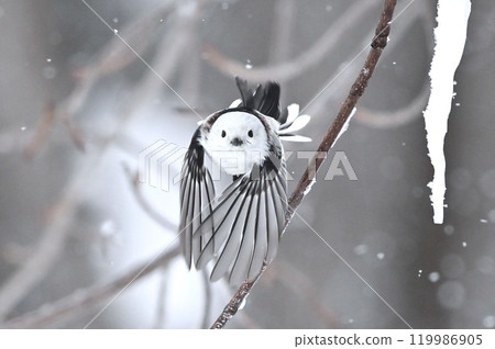 Shimaenaga Shimaenaga 119986905