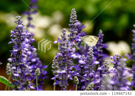 Salvia flowers and butterflies 119987142