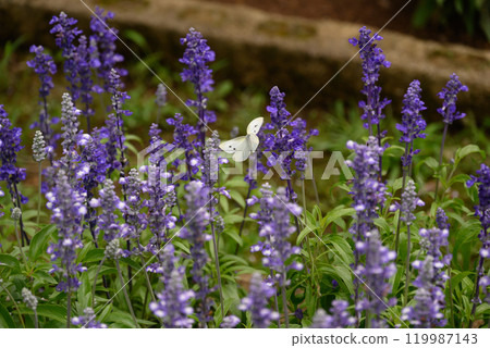 Salvia flowers and butterflies Salvia flowers and butterflies 119987143