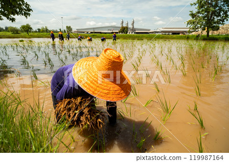 Farmers, wearing straw hats, are transplanting rice seedling in rice paddy fields, in rural area North East of Thailand. Farmers, wearing straw hats, are transplanting rice seedling in rice paddy fields, in rural area North East of Thailand. 119987164