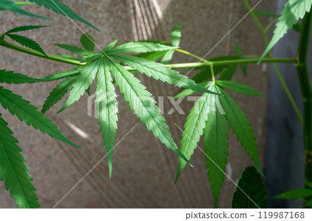 A lush marijuana plant  with stem and leaves under the sunshine. A herbal plant used for medical purposes to make the medicine. A weed plant for smoking and making drugs. 119987168