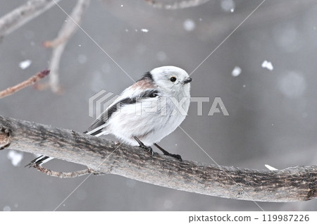 Shimaenaga 119987226