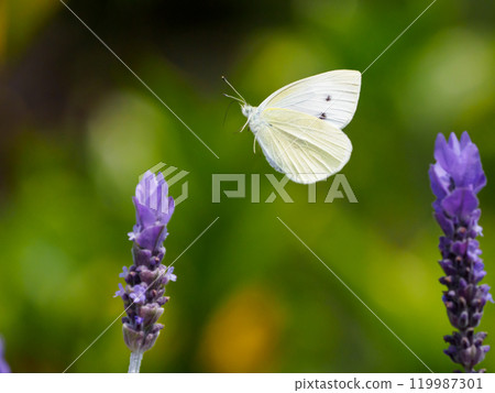 Spring cabbage white butterfly flight Spring cabbage white butterfly flight 119987301