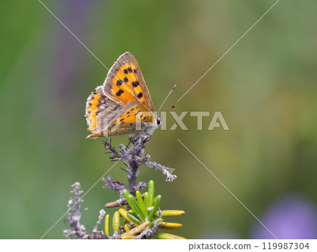 Spring copper butterfly 119987304