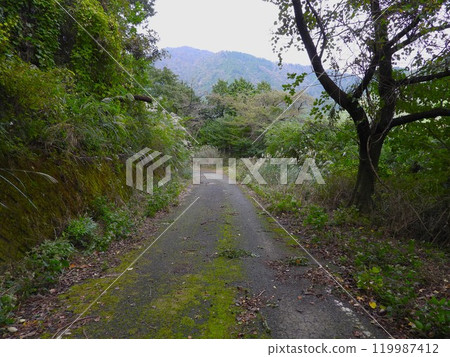 Yamanaka trail in late autumn Yamanaka trail in late autumn 119987412