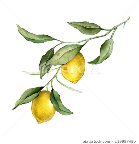 Lemon Fruit Branch. Hand drawn watercolor illustration of yellow tropical citrus Food with vitamin C on white isolated background. Drawing of lemon tree with green leaves. Lemon Fruit Branch. Hand drawn watercolor illustration of yellow tropical citrus Food with vitamin C on white isolated background. Drawing of lemon tree with green leaves. 119987480
