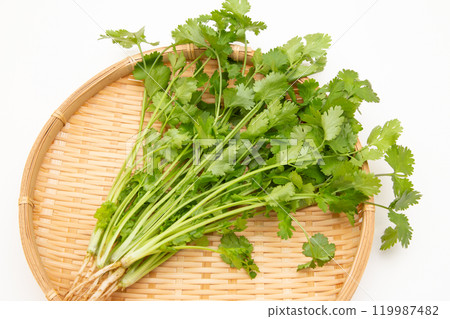 香菜（香菜、香菜） 119987482