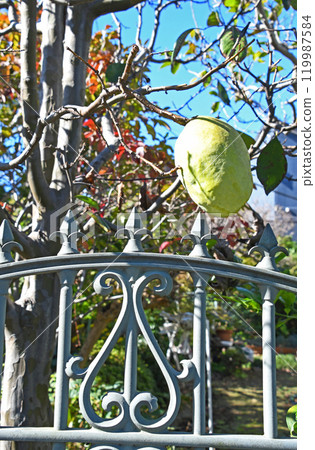 卡琳（Karasumi） 119987584