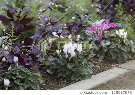 Cyclamen and red-leafed cranesbill flower bed Winter gardening 119987676