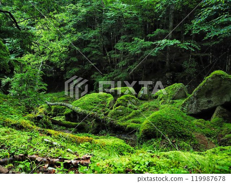 Mossy headwaters on the Kobushigatake hiking trail 119987678
