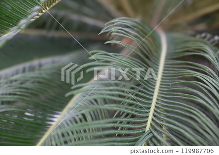 An Elegant CloseUp of Lush Green Palm Leaves Perfectly Capturing Their Natural Beauty 119987706