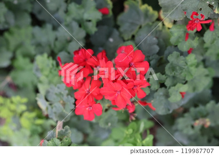 The Vibrant Red Geranium Blooms Beautifully Amidst the Lush Green Foliage Displaying Natures Beauty The Vibrant Red Geranium Blooms Beautifully Amidst the Lush Green Foliage Displaying Natures Beauty 119987707