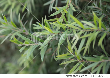 A Magnificent CloseUp Image Showcasing the Lush and Vibrant Green Leaves of a Beautiful Plant A Magnificent CloseUp Image Showcasing the Lush and Vibrant Green Leaves of a Beautiful Plant 119987708