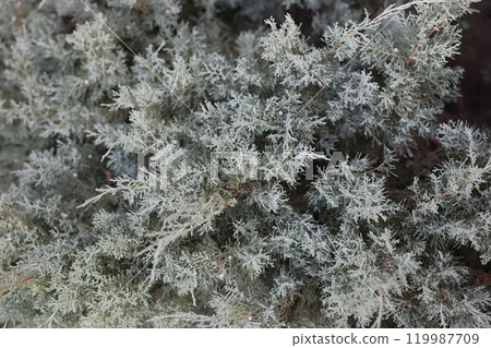 CloseUp of Beautiful Silvery Green Foliage Showcasing Natures Intricate Details CloseUp of Beautiful Silvery Green Foliage Showcasing Natures Intricate Details 119987709