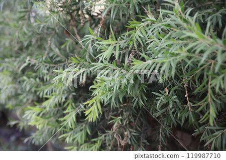 A closeup view revealing lush evergreen foliage characterized by its delicate, slender needles 119987710
