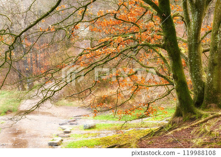 Woods, trees and river with water in autumn for eco friendly, environment and stream in forest. Outdoor, Earth and meadow with leaves at countryside for nature, sustainability and foliage in Japan Woods, trees and river with water in autumn for eco friendly, environment and stream in forest. Outdoor, Earth and meadow with leaves at countryside for nature, sustainability and foliage in Japan 119988108