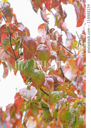 Glossy autumn dogwood leaves wet with rain [White background] [Close-up] 119988154