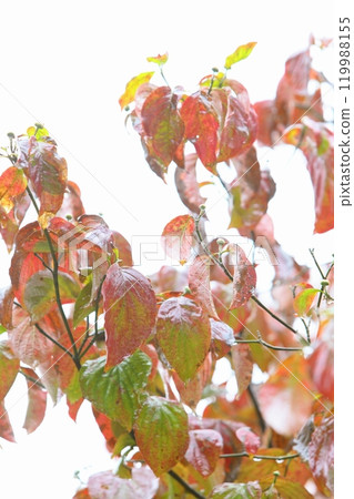 Glossy autumn dogwood leaves wet with rain [White background] [Close-up] 119988155