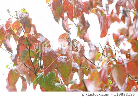Glossy autumn dogwood leaves wet with rain [White background] [Close-up] 119988156