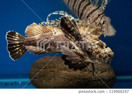 石魚、石魚、魚、鹹水魚、毒魚、虎魚、妖虎魚、自由軟鰩、游泳石魚 石魚、石魚、魚、鹹水魚、毒魚、虎魚、妖虎魚、自由軟鰩、游泳石魚 119988287