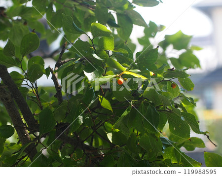 沐浴在秋日陽光下的黃色金針果（果實開始變色的金針樹） 119988595