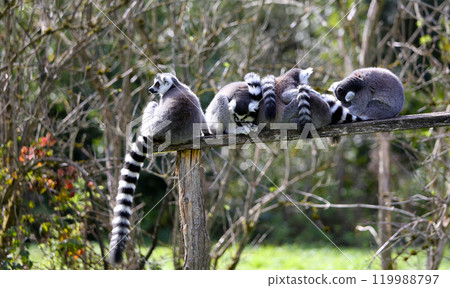 Lemurs in a park 119988797
