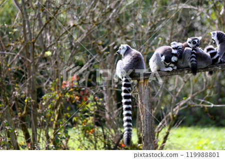 Lemurs in a park 119988801