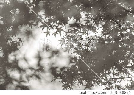 Young leaves of autumn leaves that receive sunlight in the woods 119988835