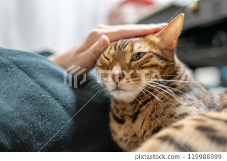 被撫摸的貓（孟加拉貓） 119988999