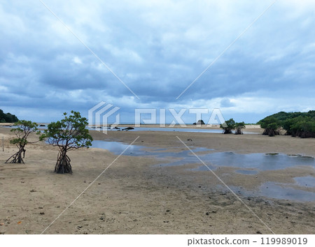 退潮時的沙地與小紅樹林風景 退潮時的沙地與小紅樹林風景 119989019