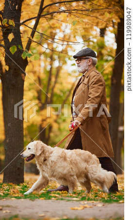 Dynamic photo of mature man and purebred golden retriever walking together peacefully through autumn park, savoring vibrant foliage. 119989047